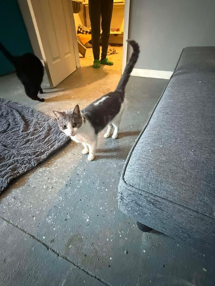 Kim, Adopted, Young Female Domestic Short Hair.