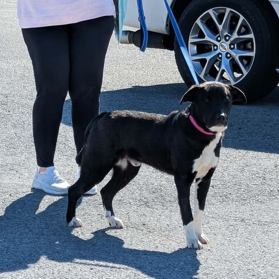 Enlarge Tigger, a Adoptable Mixed Breed in Hopkinton, MA image 2/5