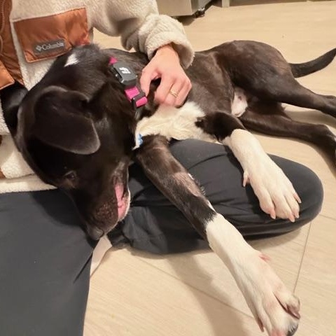 Enlarge Tigger, a Adoptable Mixed Breed in Hopkinton, MA image 5/5