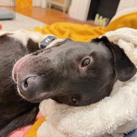 Enlarge Tigger, a Adoptable Mixed Breed in Hopkinton, MA image 4/5