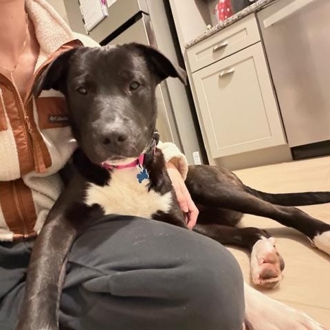 Enlarge Tigger, a Adoptable Mixed Breed in Hopkinton, MA image 1/5