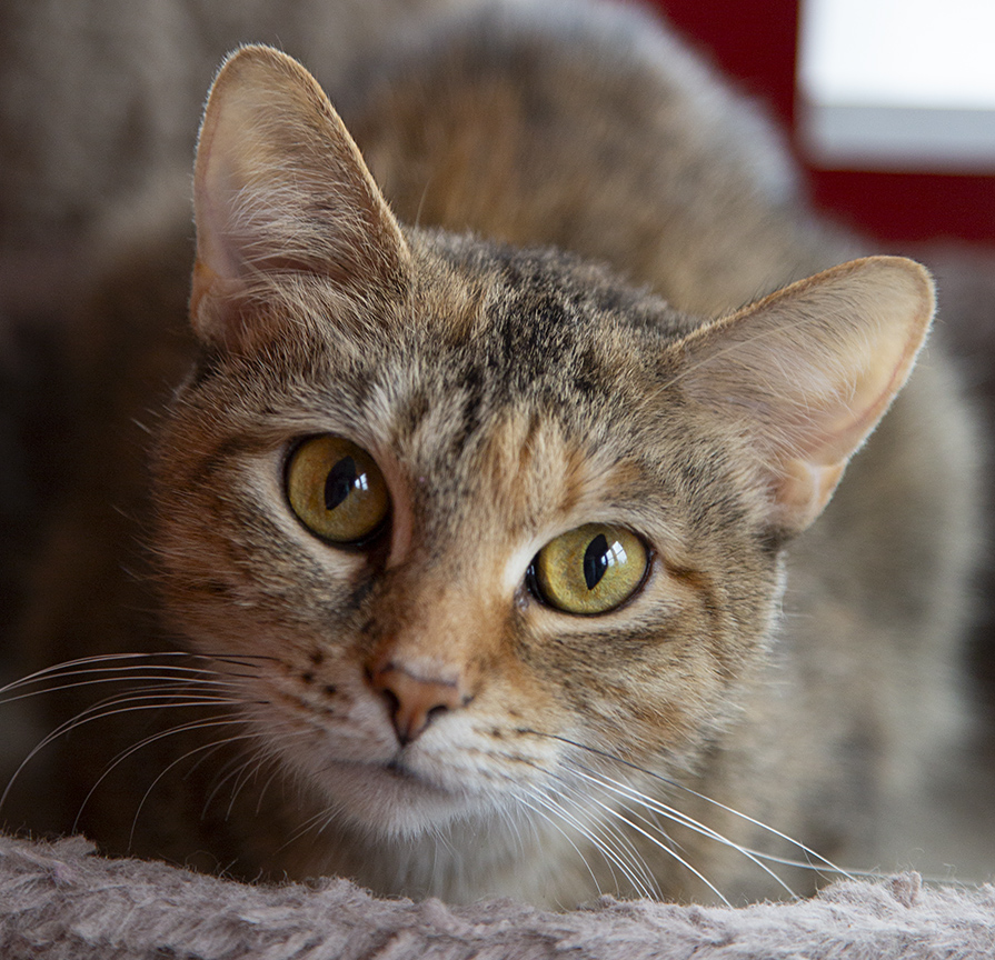 Marmee, a Adoptable Domestic Short Hair in Chicago, IL image 5/6