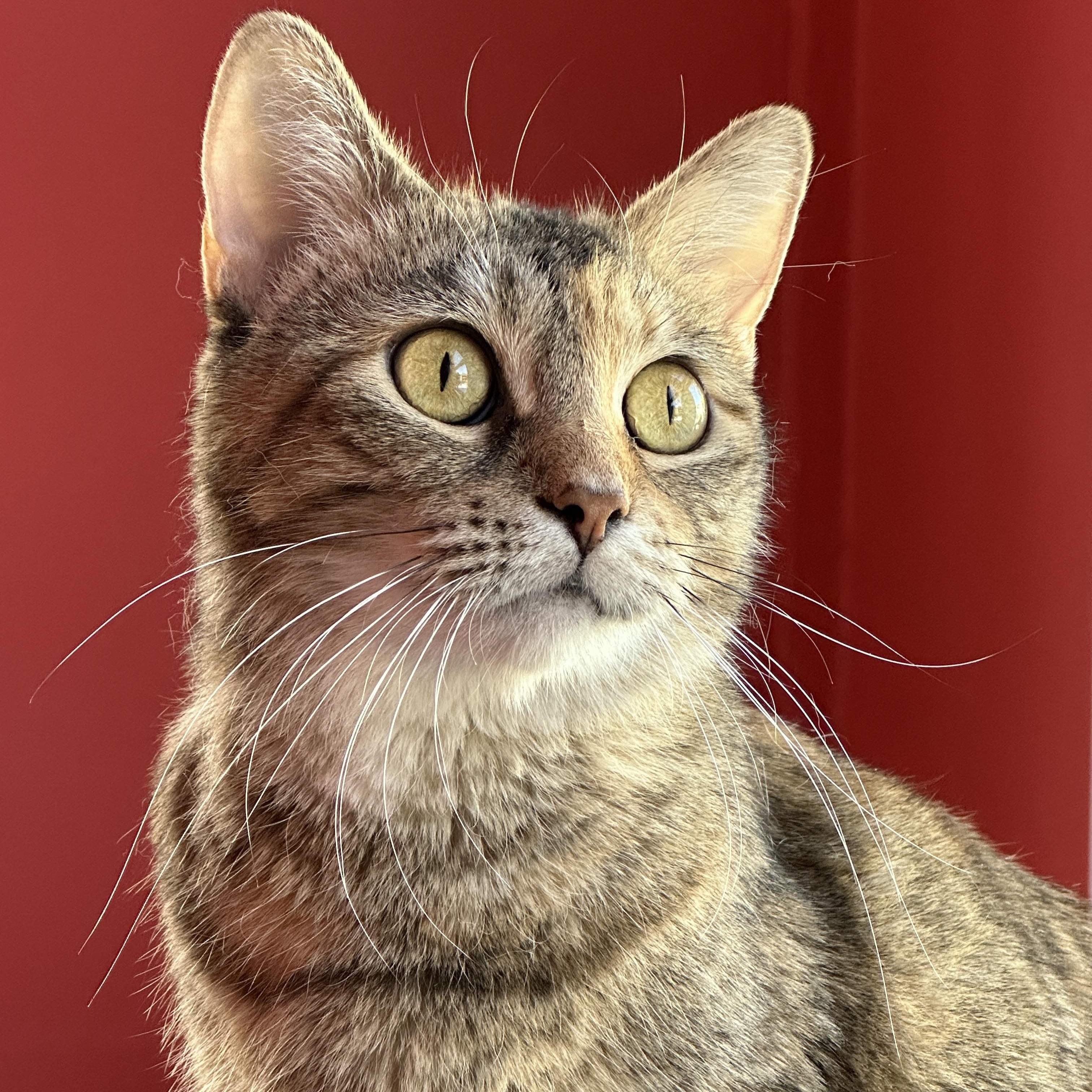 Marmee, a Adoptable Domestic Short Hair in Chicago, IL image 2/6