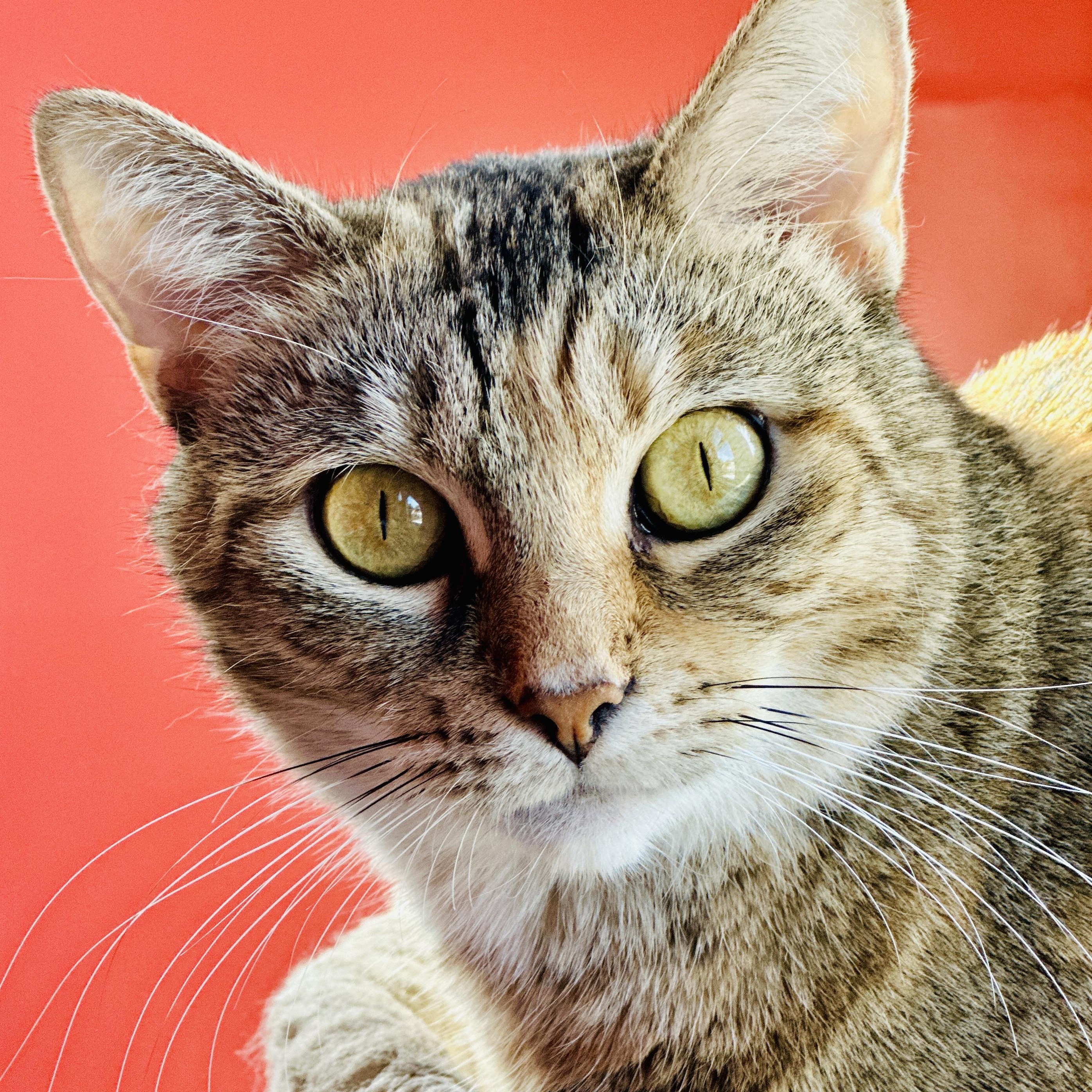 Marmee, Adoptable, Adult Female Domestic Short Hair.