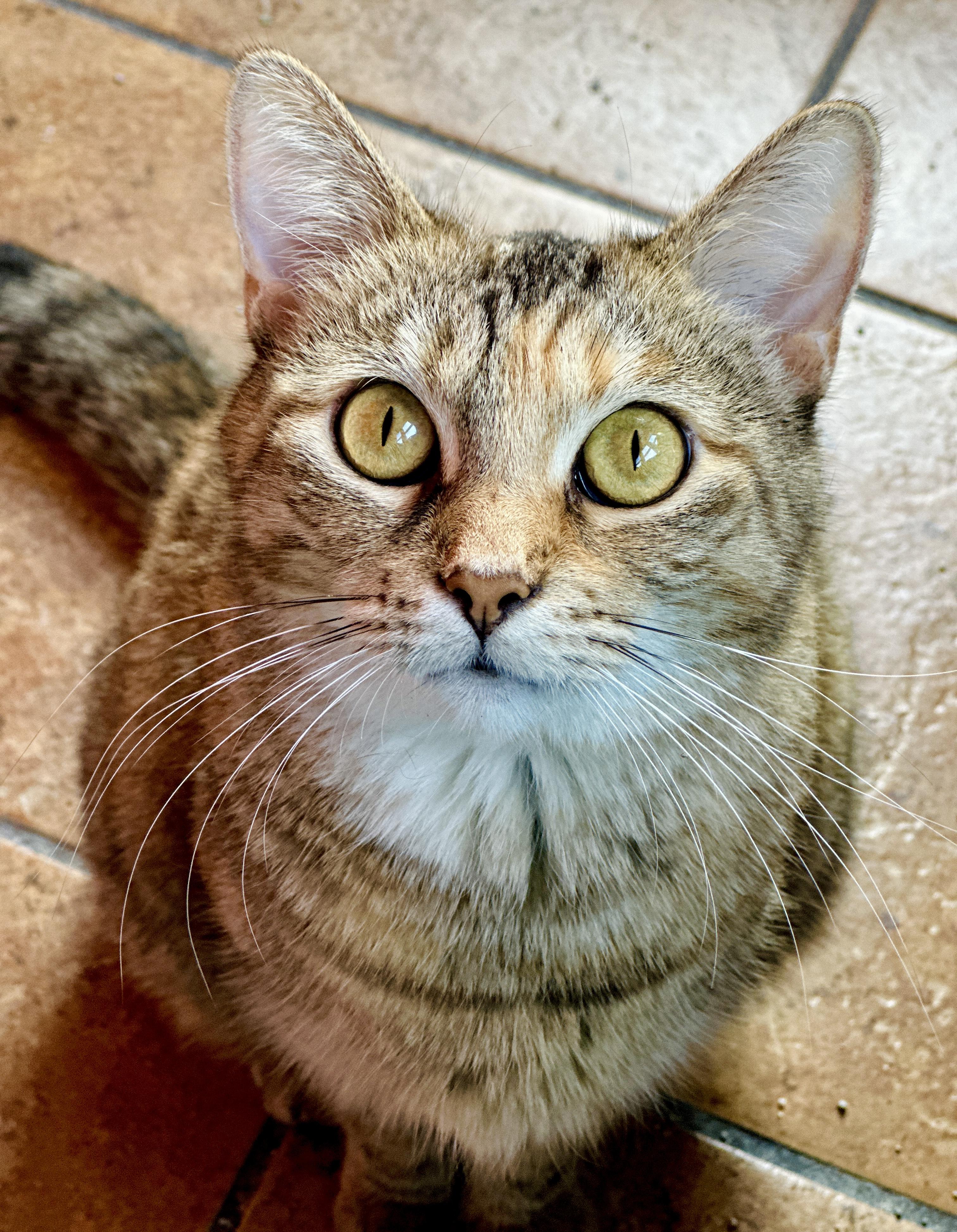 Marmee, a Adoptable Domestic Short Hair in Chicago, IL image 6/6