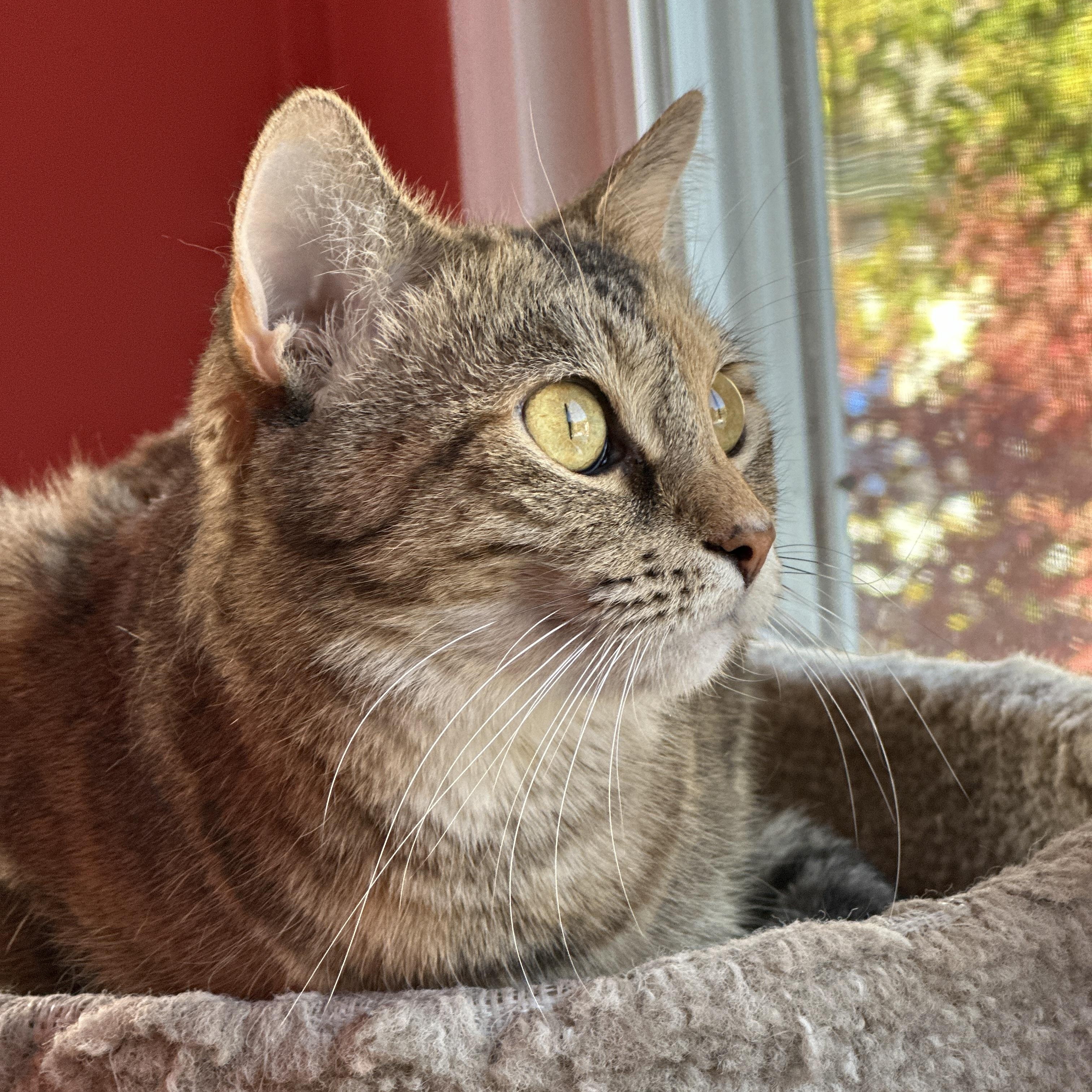 Marmee, a Adoptable Domestic Short Hair in Chicago, IL image 4/6