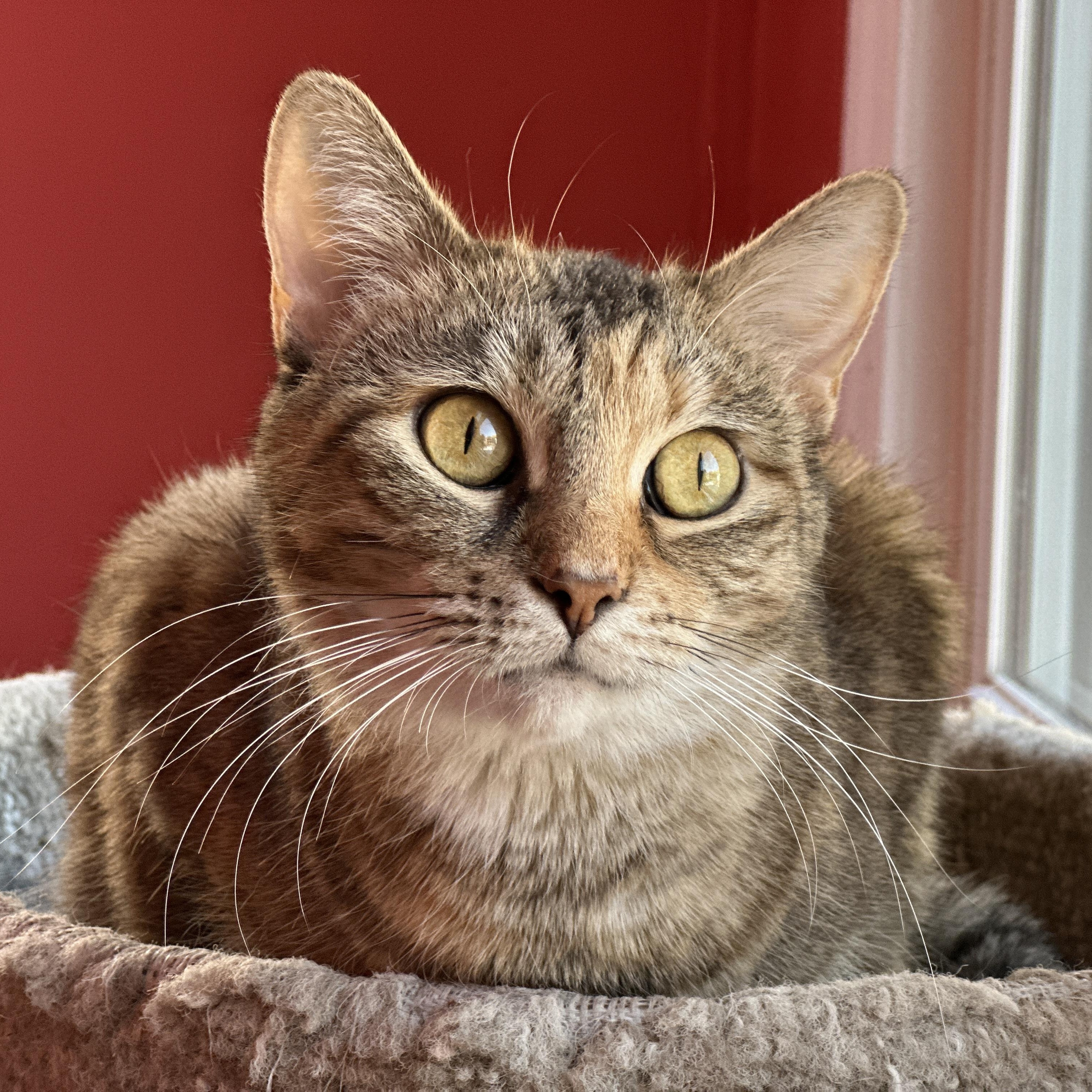 Marmee, a Adoptable Domestic Short Hair in Chicago, IL image 3/6