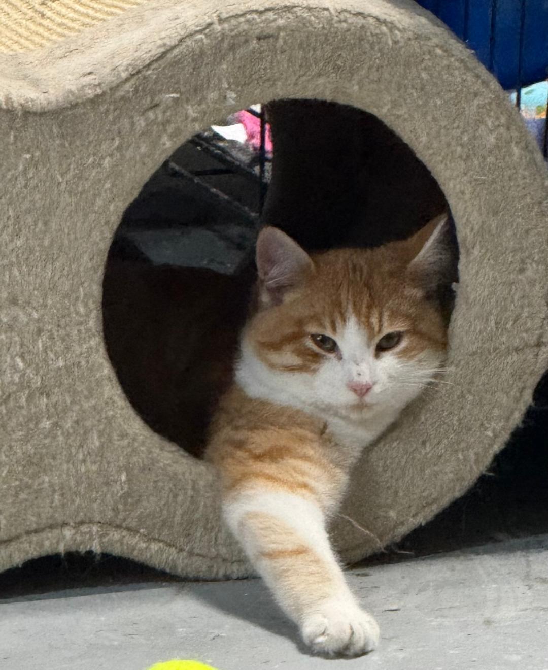 BOOKER, Adoptable, Young Male Domestic Short Hair.