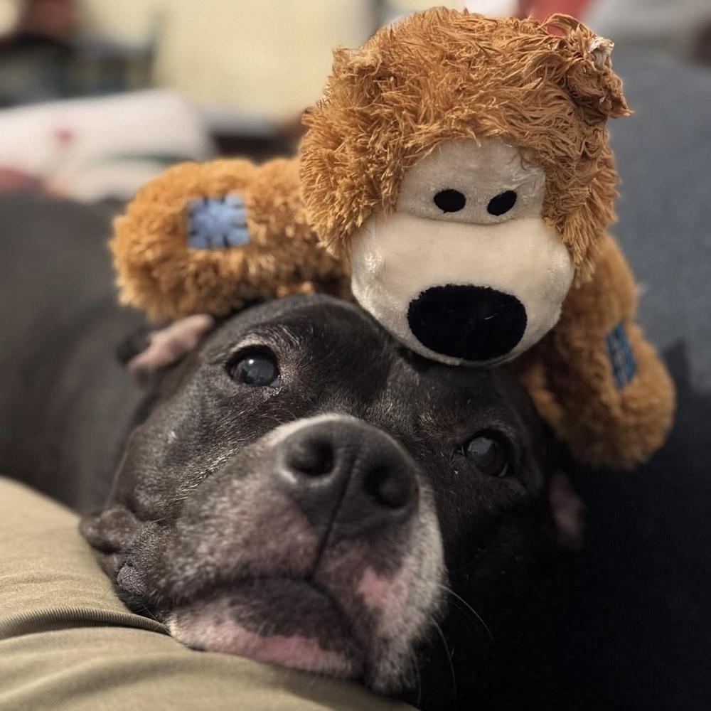 Enlarge Carly Witwicky, a Adoptable mixed breed in Long Island City, NY image 1/6