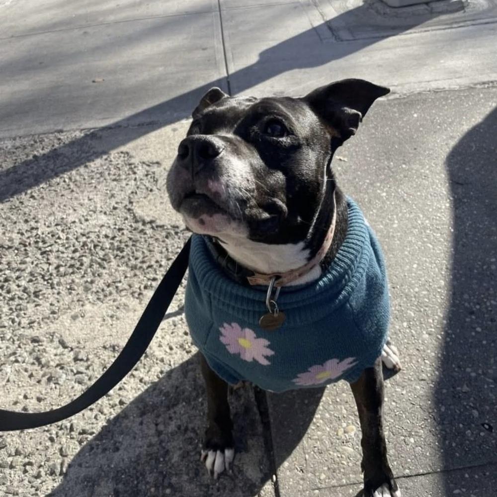 Enlarge Carly Witwicky, a Adoptable mixed breed in Long Island City, NY image 2/6