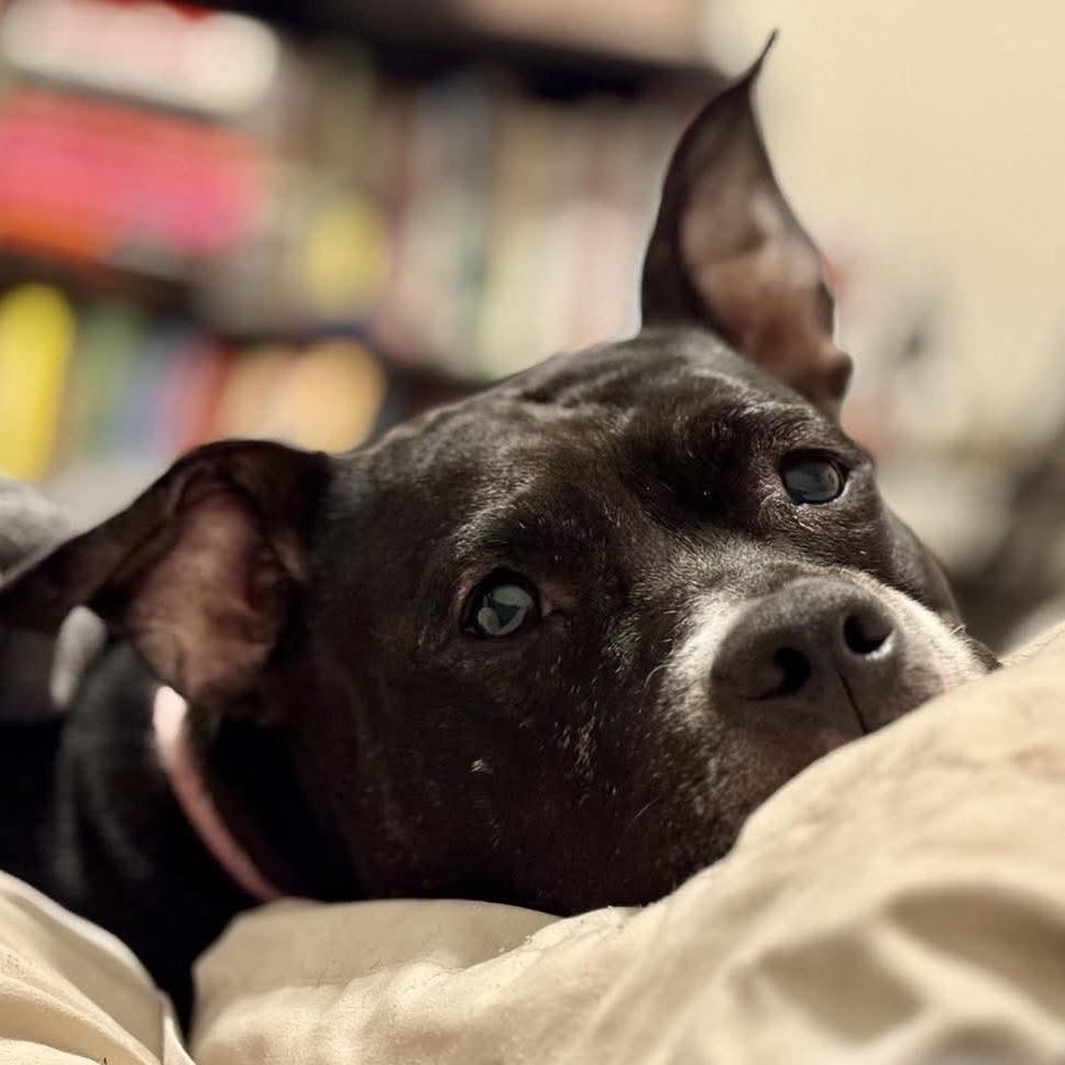 Enlarge Carly Witwicky, a Adoptable mixed breed in Long Island City, NY image 3/6