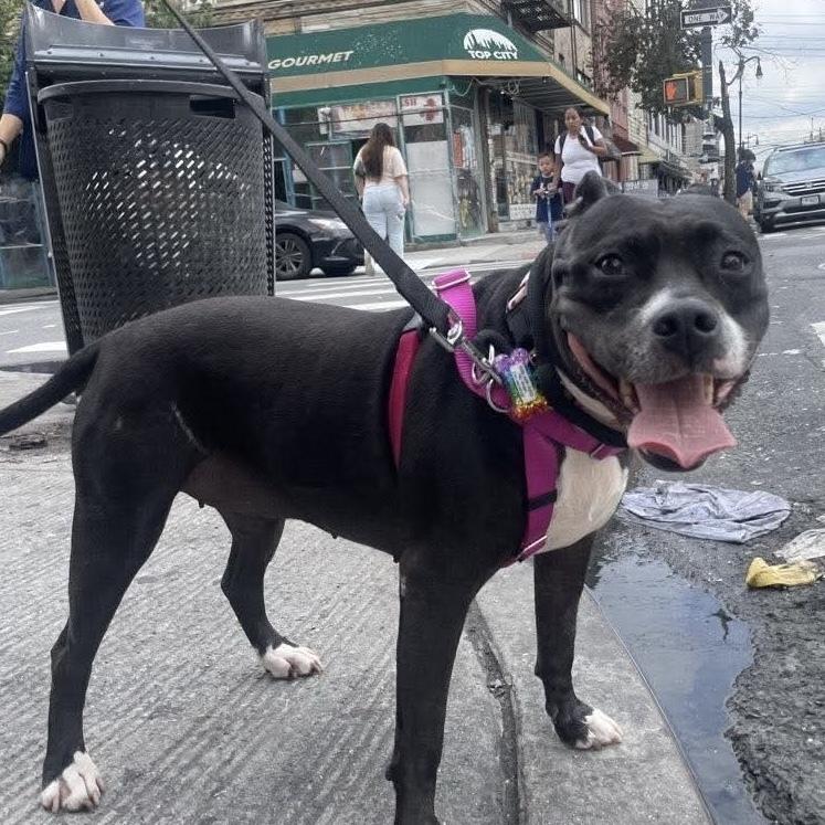 Carly Witwicky thumbnail 3