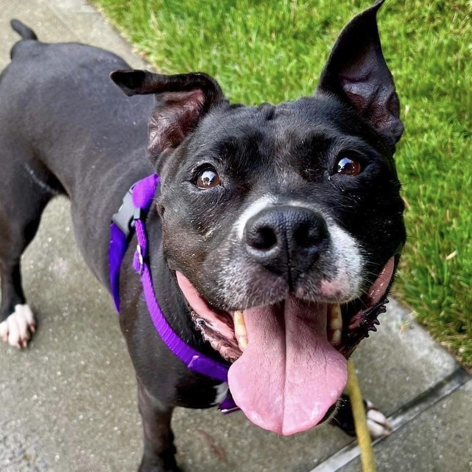 Enlarge Carly Witwicky, a Adoptable mixed breed in Long Island City, NY image 4/6