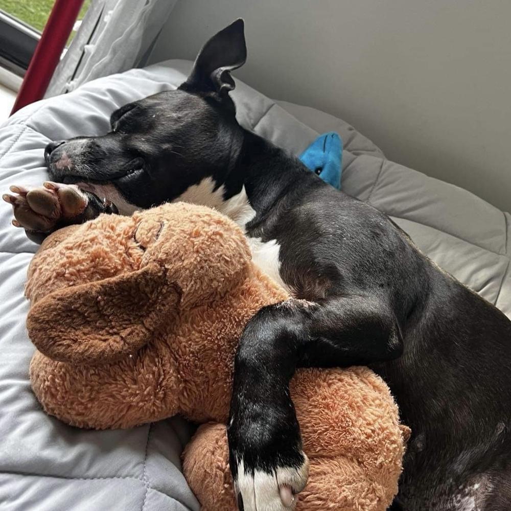 Enlarge Carly Witwicky, a Adoptable mixed breed in Long Island City, NY image 5/6