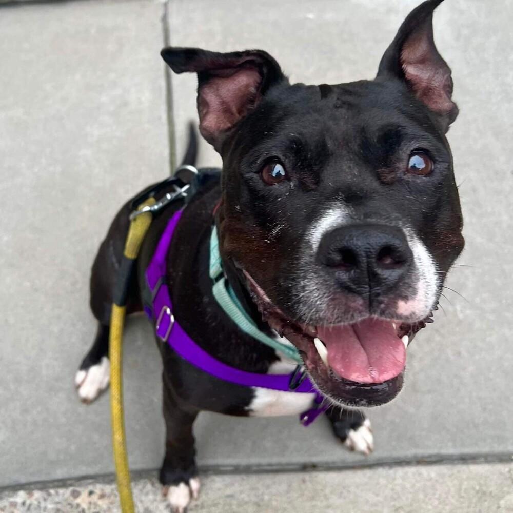 Enlarge Carly Witwicky, a Adoptable mixed breed in Long Island City, NY image 6/6