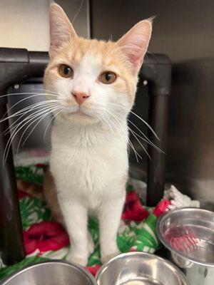 Otis, Adoptable, Adult Male Domestic Short Hair.