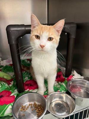 Otis, a Adoptable Domestic Short Hair in Williamsport, PA image 2/2