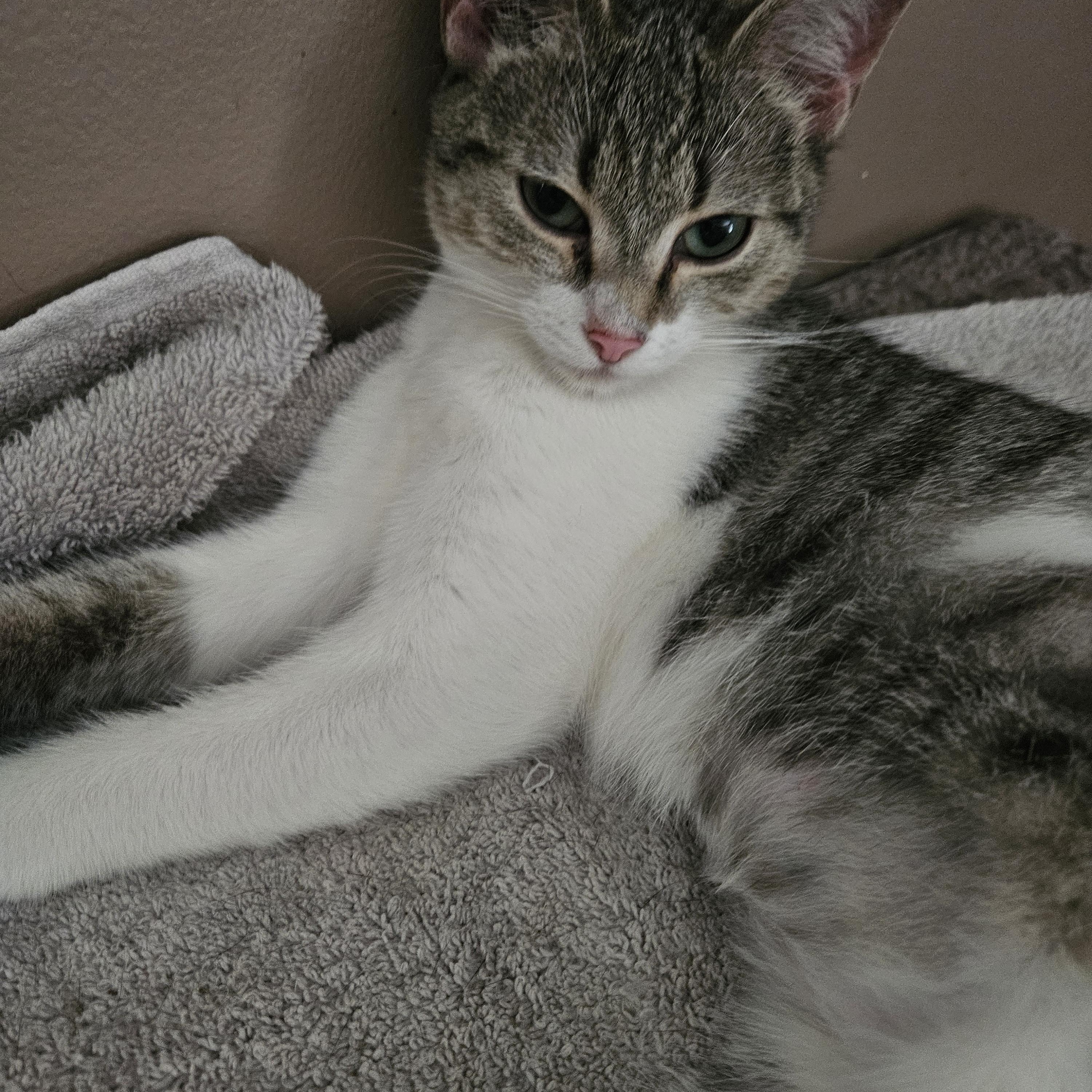 Nurturing Nikki Domestic Short Hair Cat