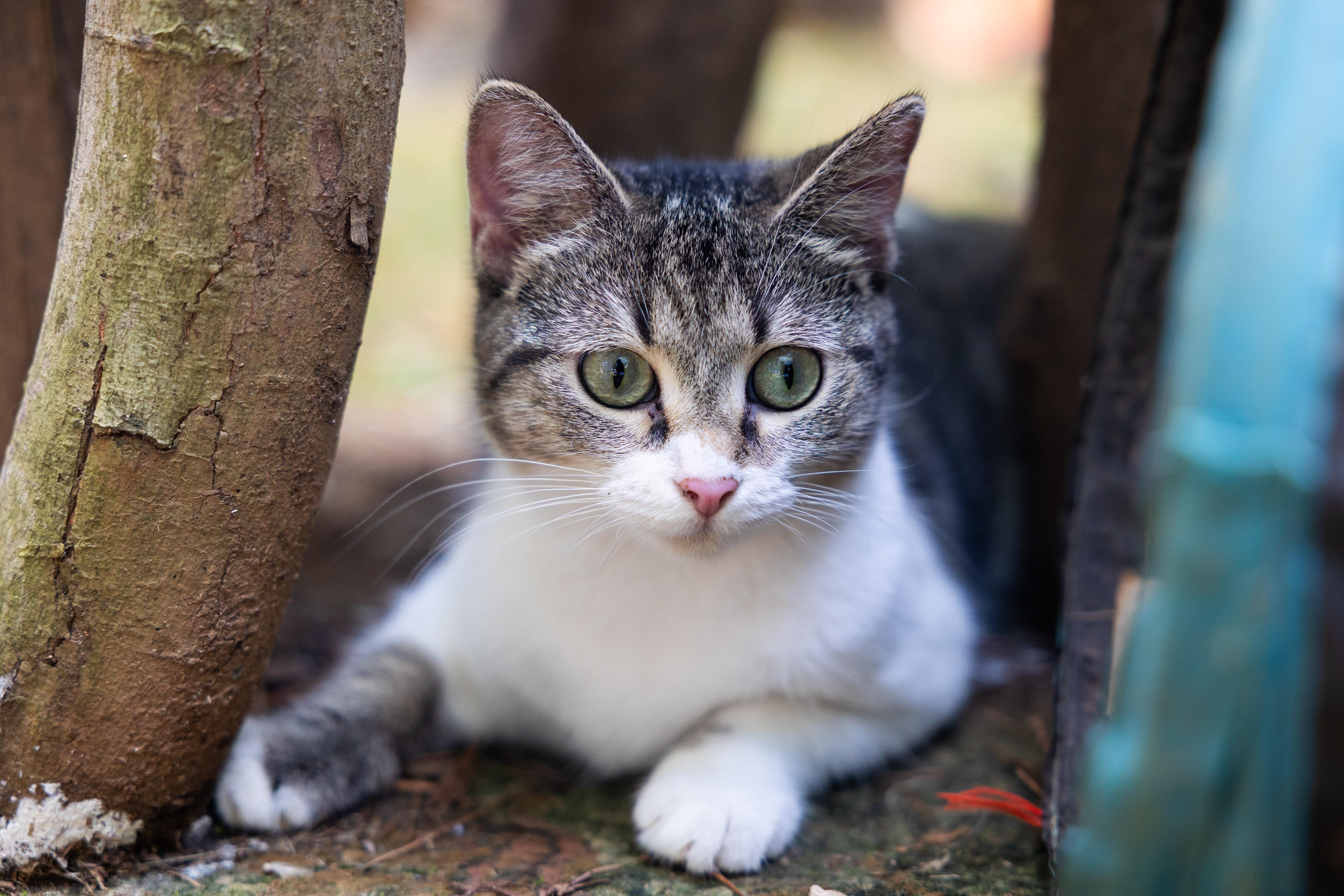 Enlarge Tender Nikki, a Adoptable Domestic Short Hair in Marietta, GA image 1/5