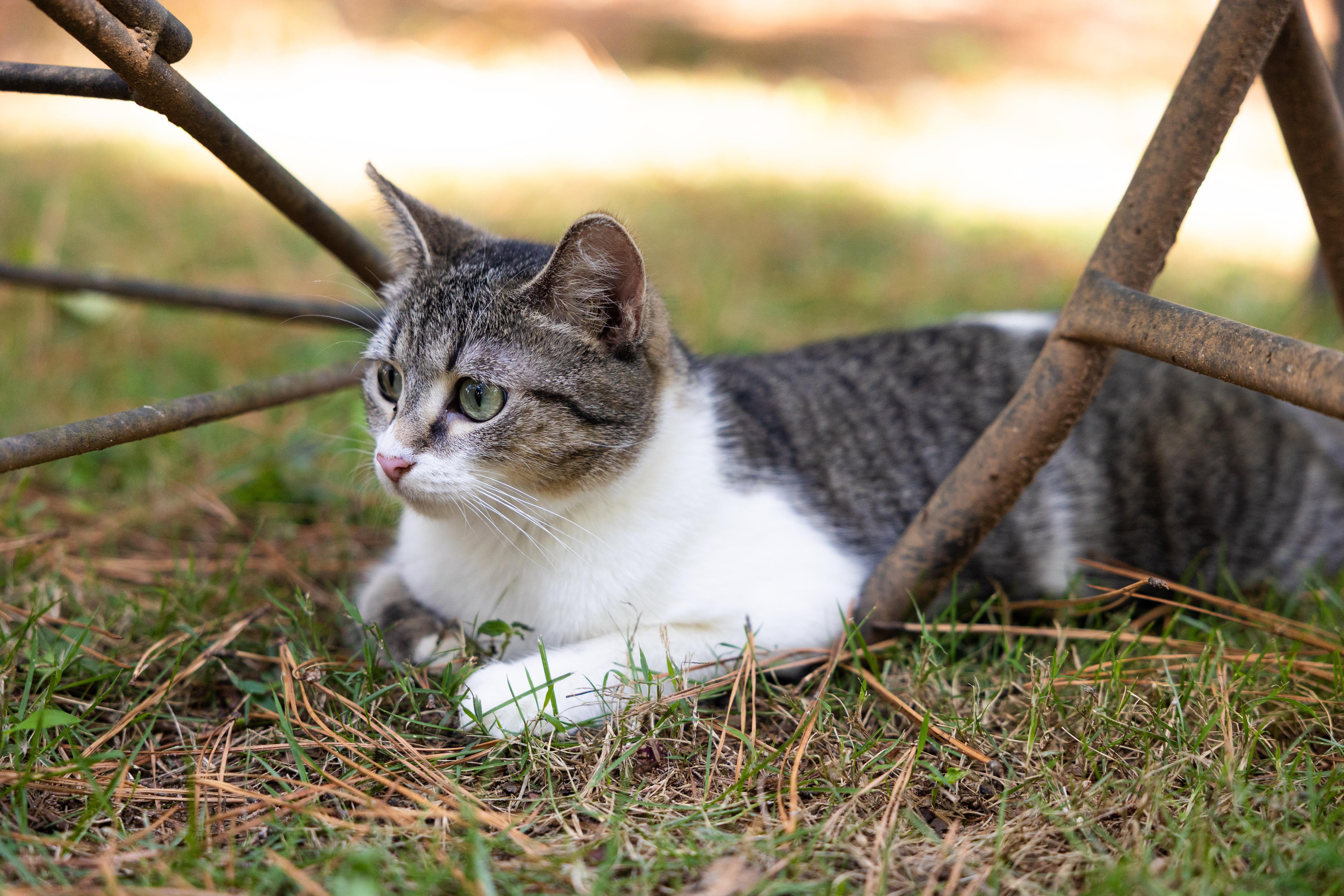 Enlarge Tender Nikki, a Adoptable Domestic Short Hair in Marietta, GA image 2/5