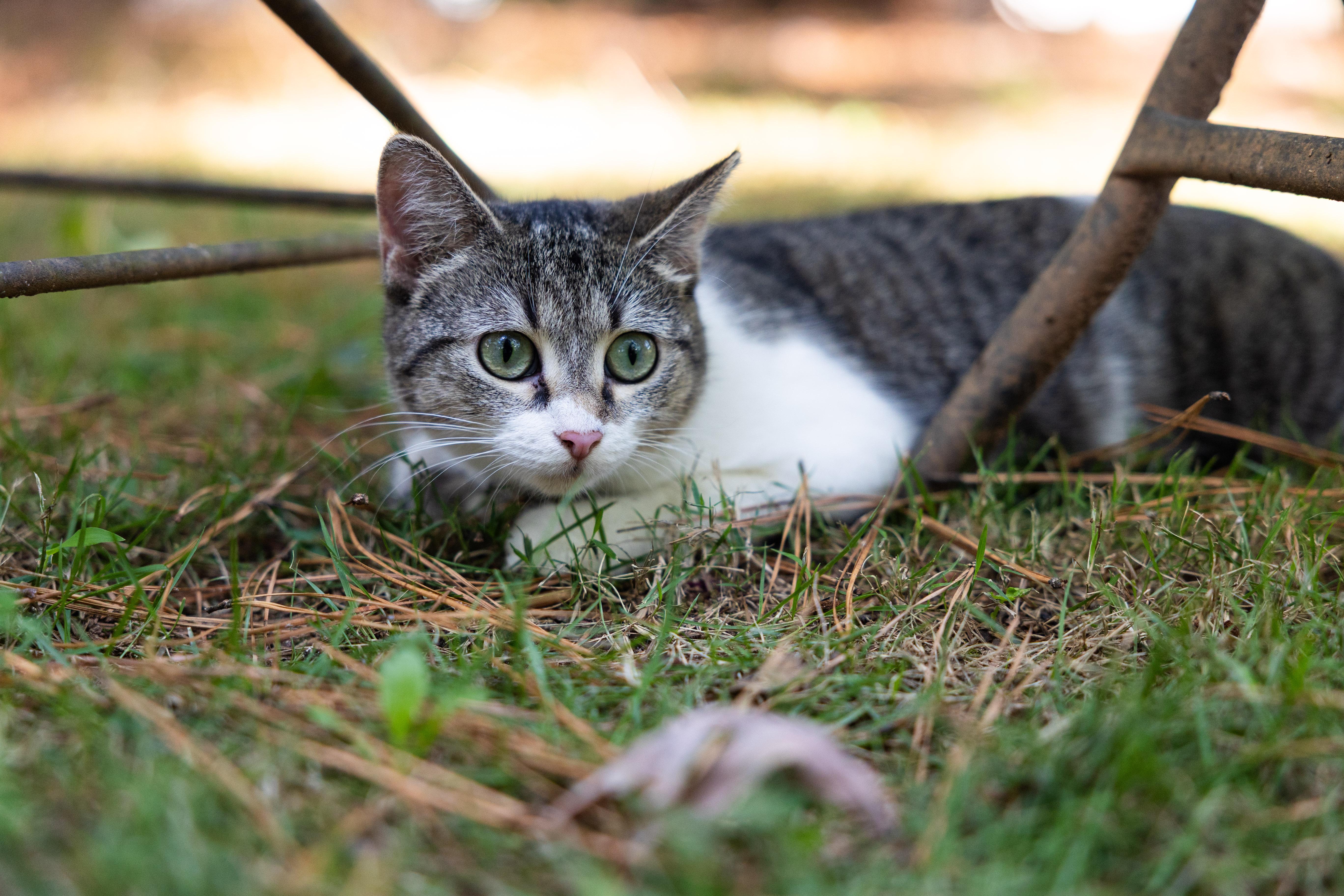 Enlarge Tender Nikki, a Adoptable Domestic Short Hair in Marietta, GA image 3/5