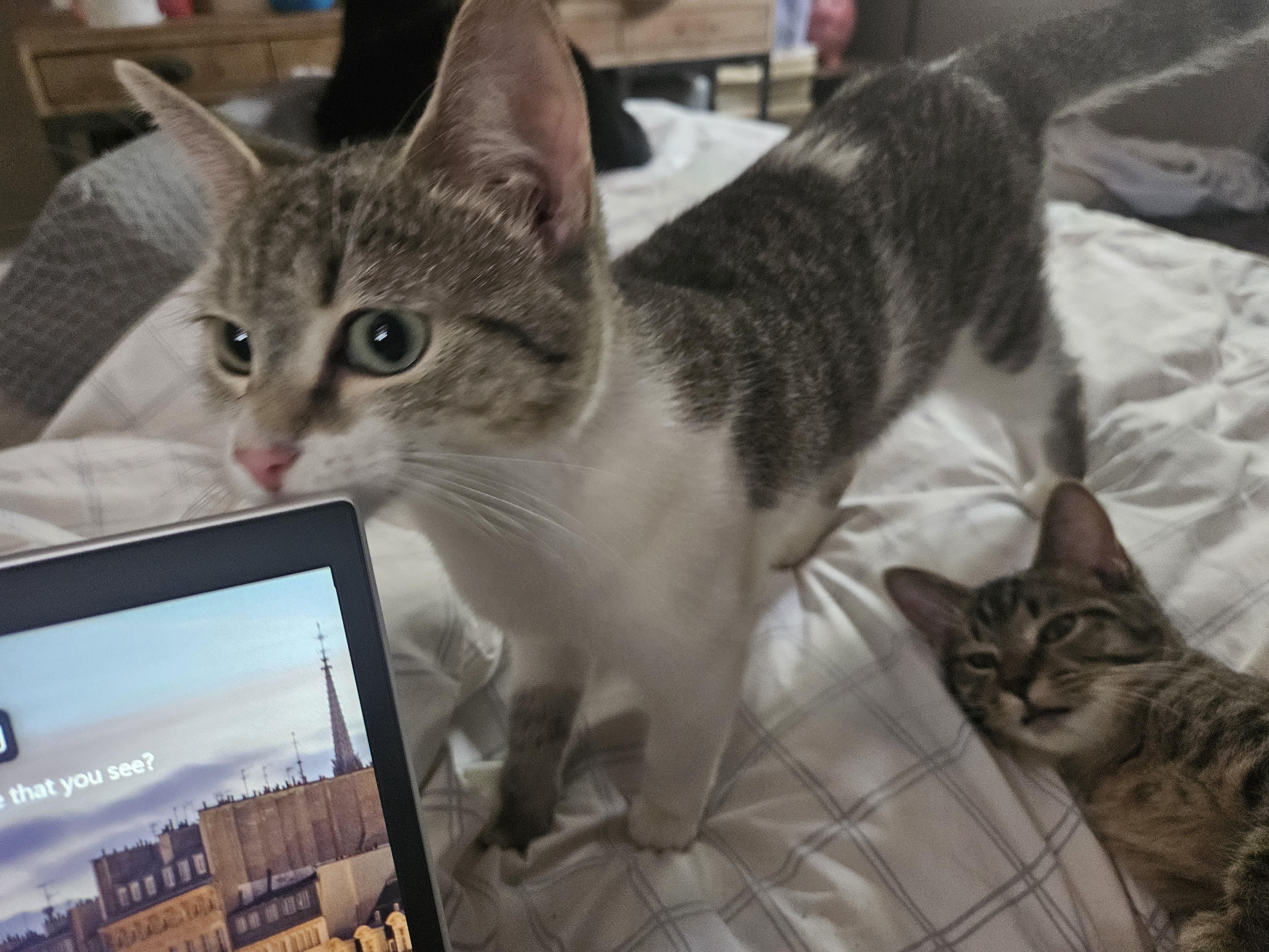 Enlarge Tender Nikki, a Adoptable Domestic Short Hair in Marietta, GA image 5/5