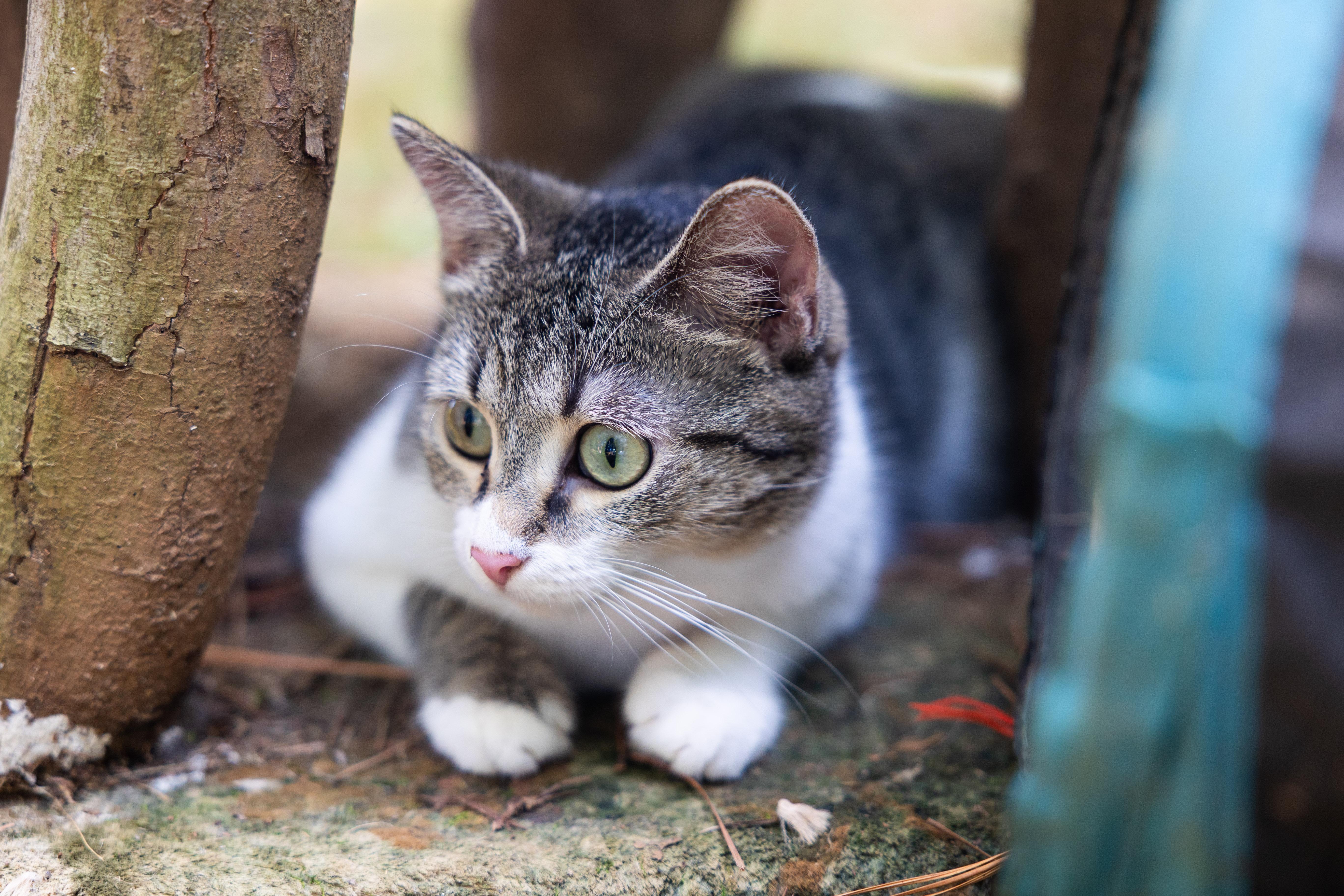 Enlarge Tender Nikki, a Adoptable Domestic Short Hair in Marietta, GA image 4/5