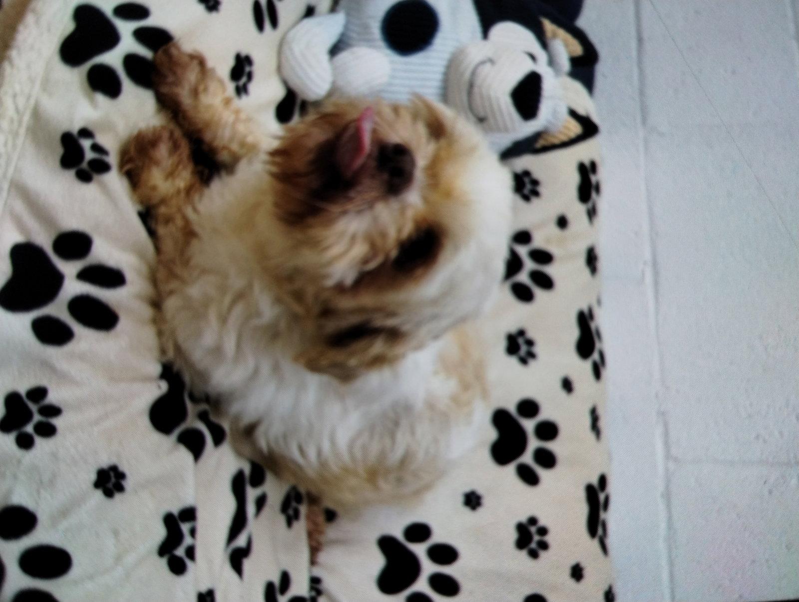 Enlarge Rudy, a Adopted Shih Tzu in York, SC image 1/3