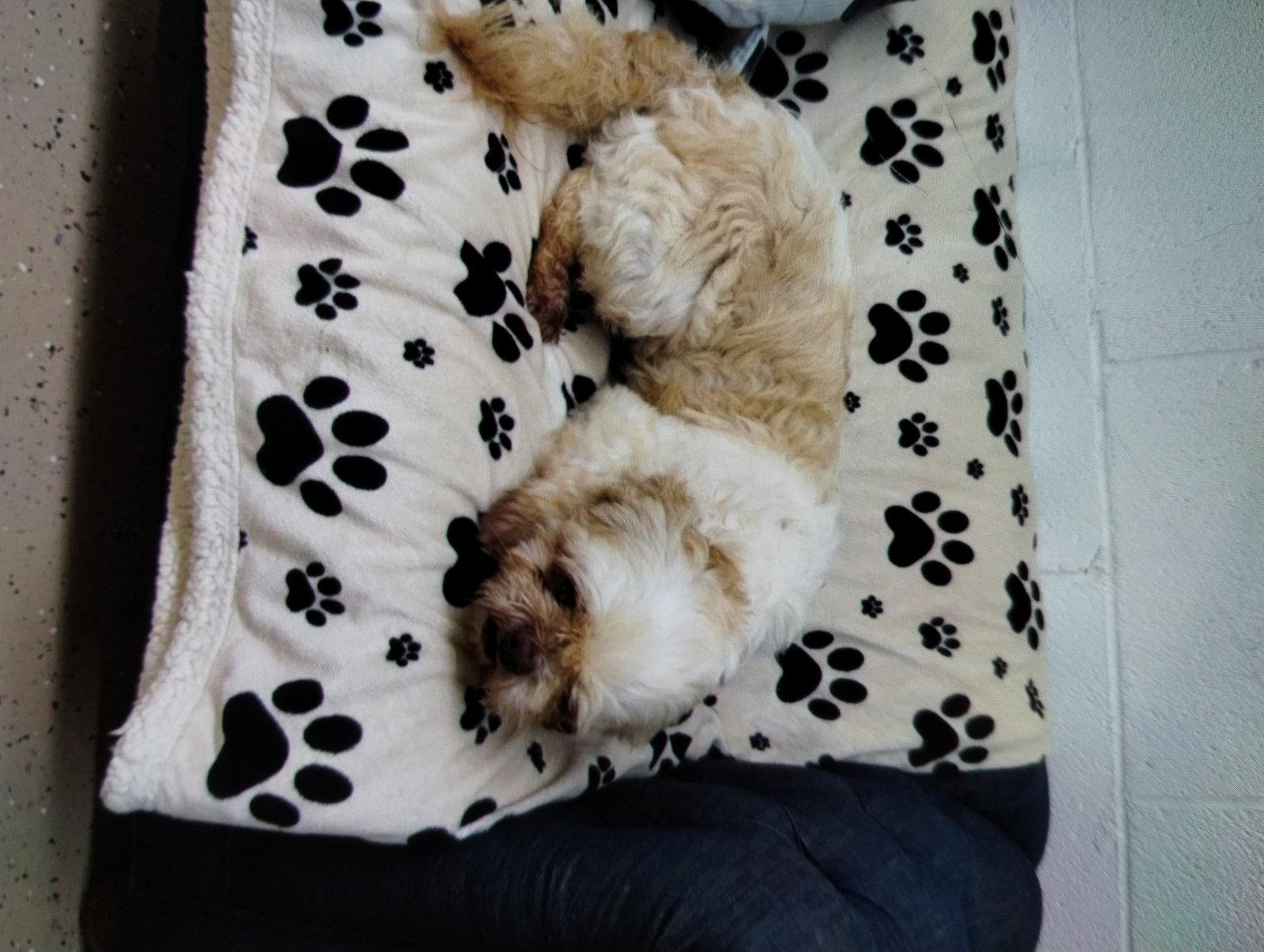 Enlarge Rudy, a Adopted Shih Tzu in York, SC image 2/3