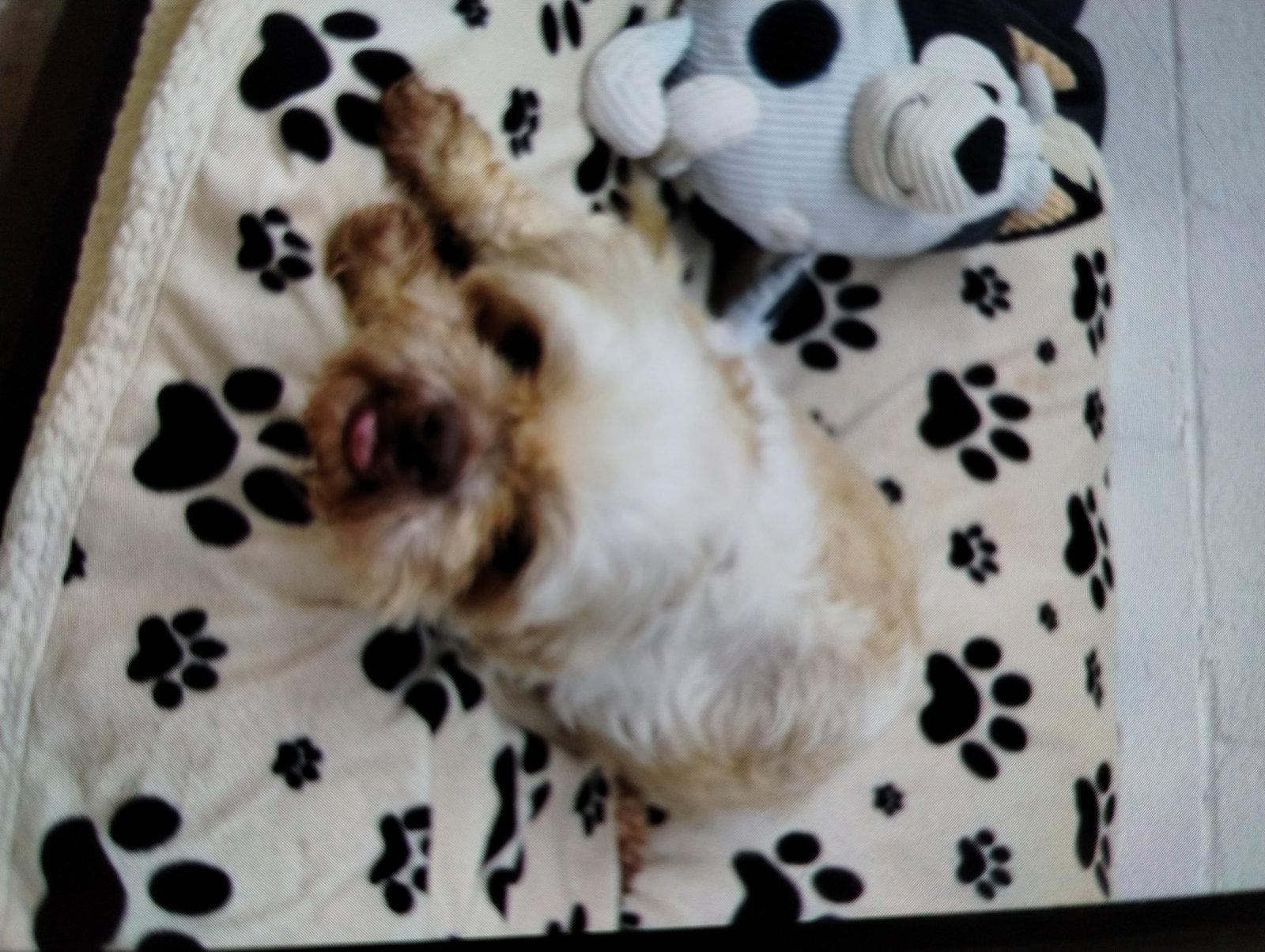 Enlarge Rudy, a Adopted Shih Tzu in York, SC image 3/3