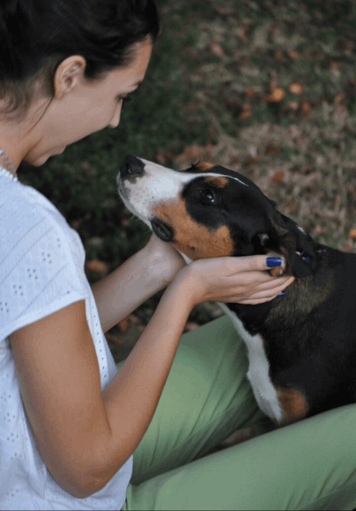 Enlarge Hudson -the Gentle Loving Boy!, a Adoptable mixed breed in Hartford, CT image 6/6