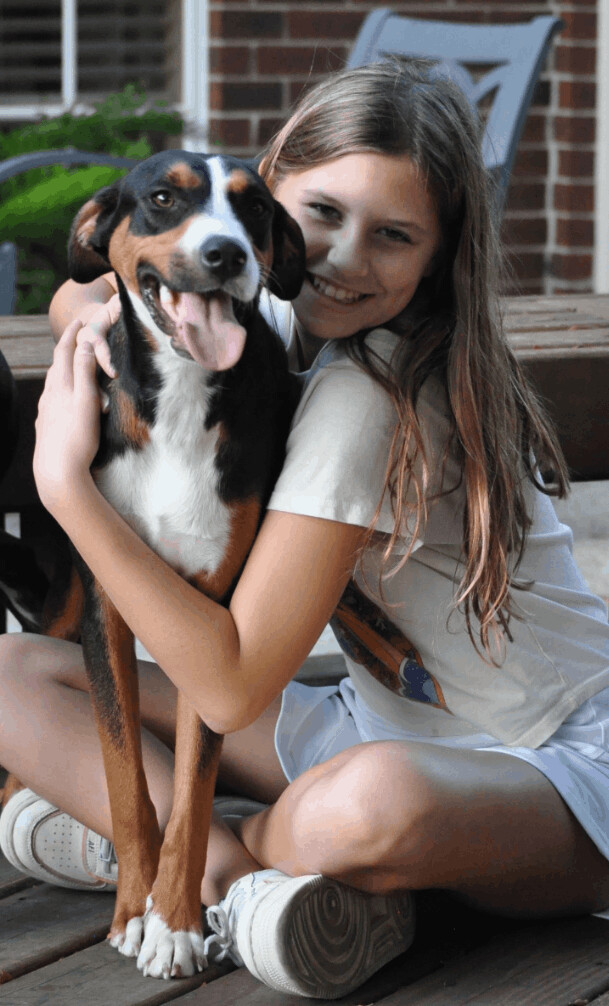 Enlarge Hudson -the Gentle Loving Boy!, a Adoptable mixed breed in Hartford, CT image 1/6