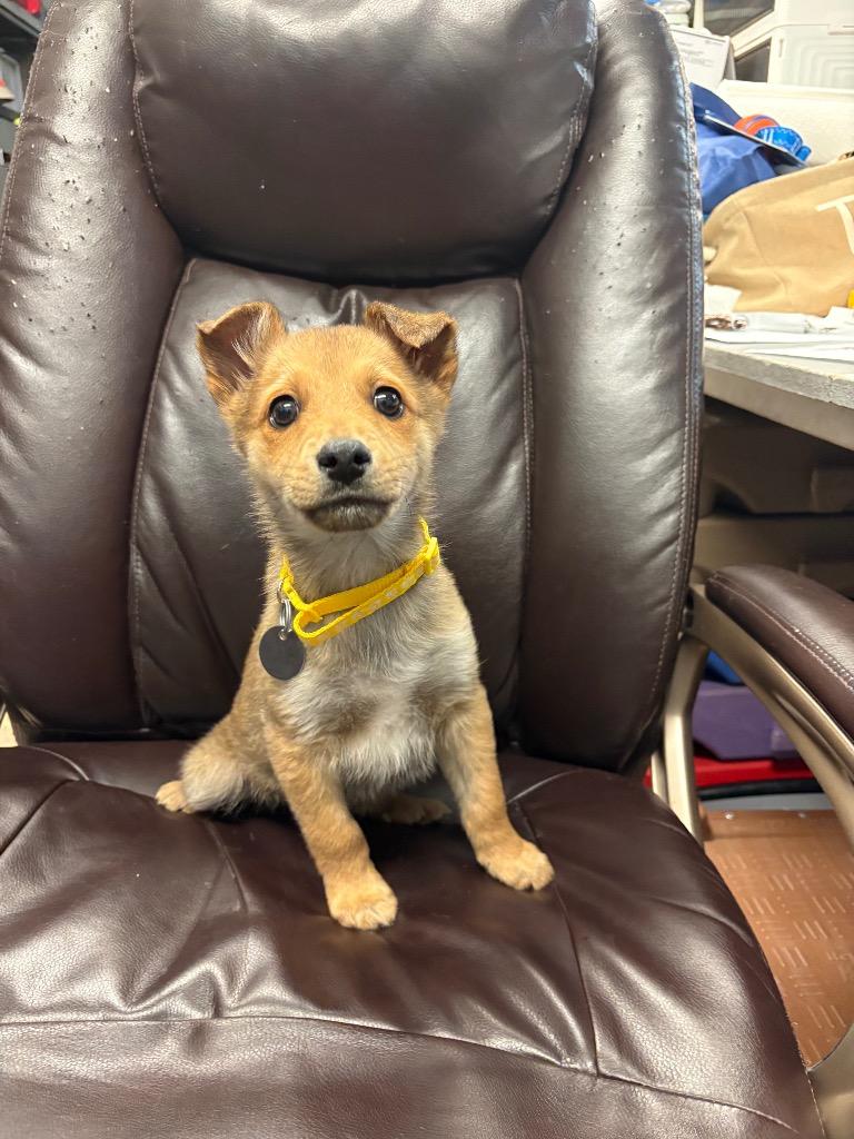 Tycoon, Adoptable, Puppy Male Cattle Dog & Husky.
