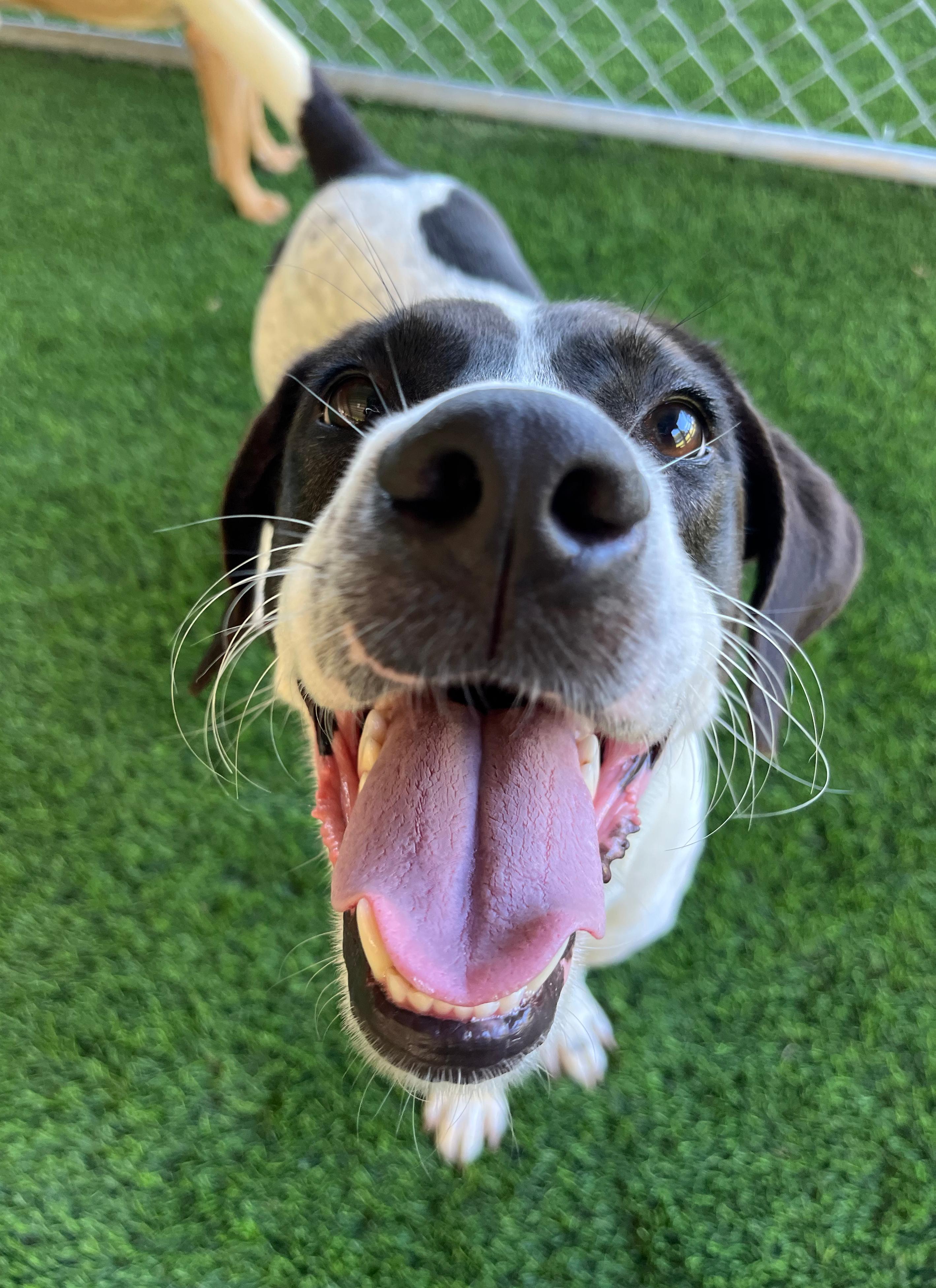 Enlarge Shenzi, a Adoptable mixed breed in Norwalk, CT image 2/5