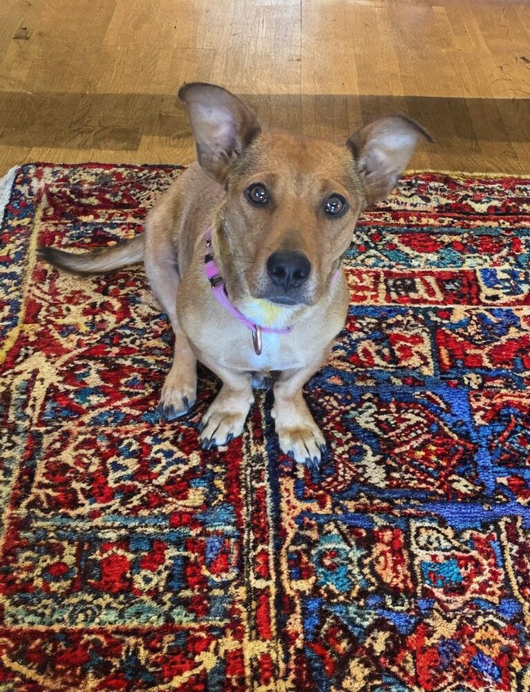 Misty, a Adoptable mixed breed in Evergreen, CO image 3/6