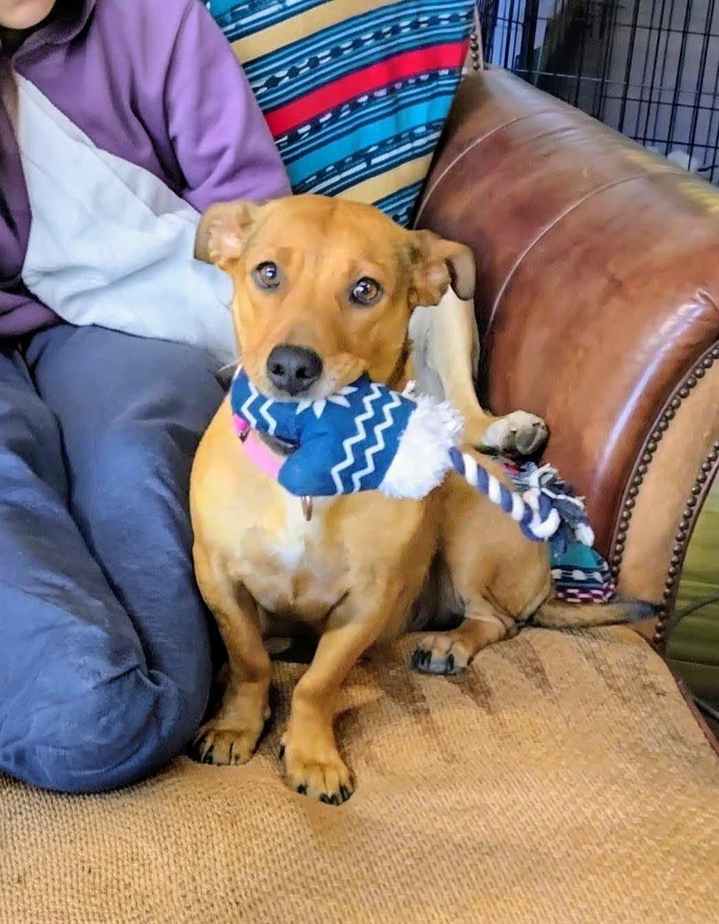 Misty, Adoptable, Adult Female Dachshund & Basset Hound.