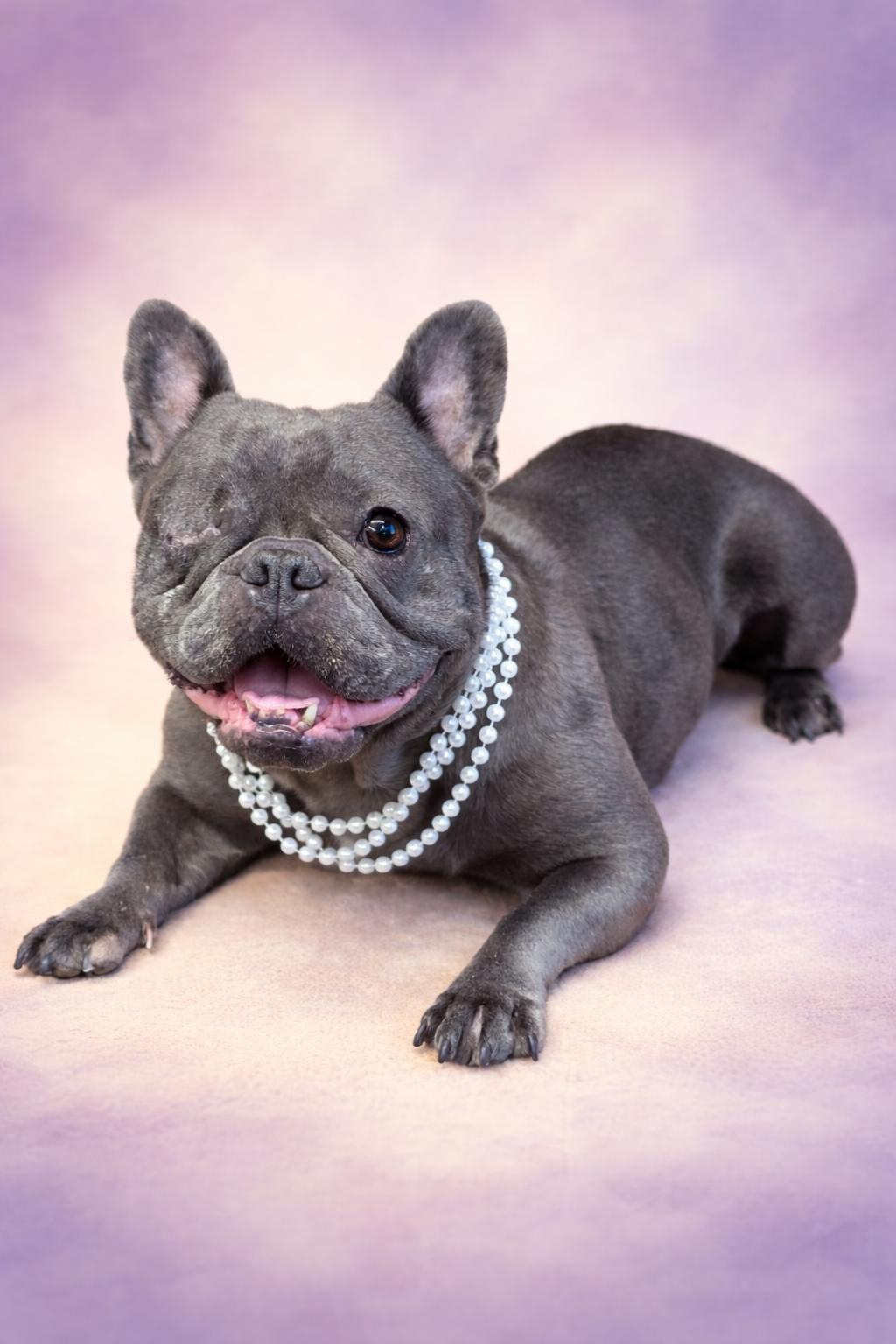 Enlarge Desiree, a Adoptable French Bulldog in San Pedro, CA image 3/5