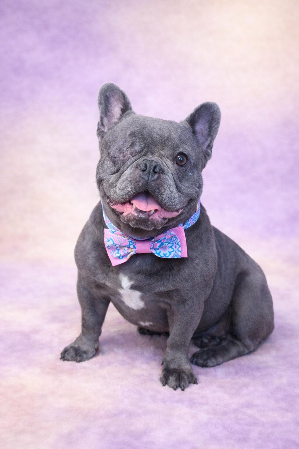 Enlarge Desiree, a Adoptable French Bulldog in San Pedro, CA image 1/5