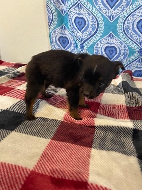 Enlarge Fun Size, a Adoptable mixed breed in Moriarty, NM image 1/2
