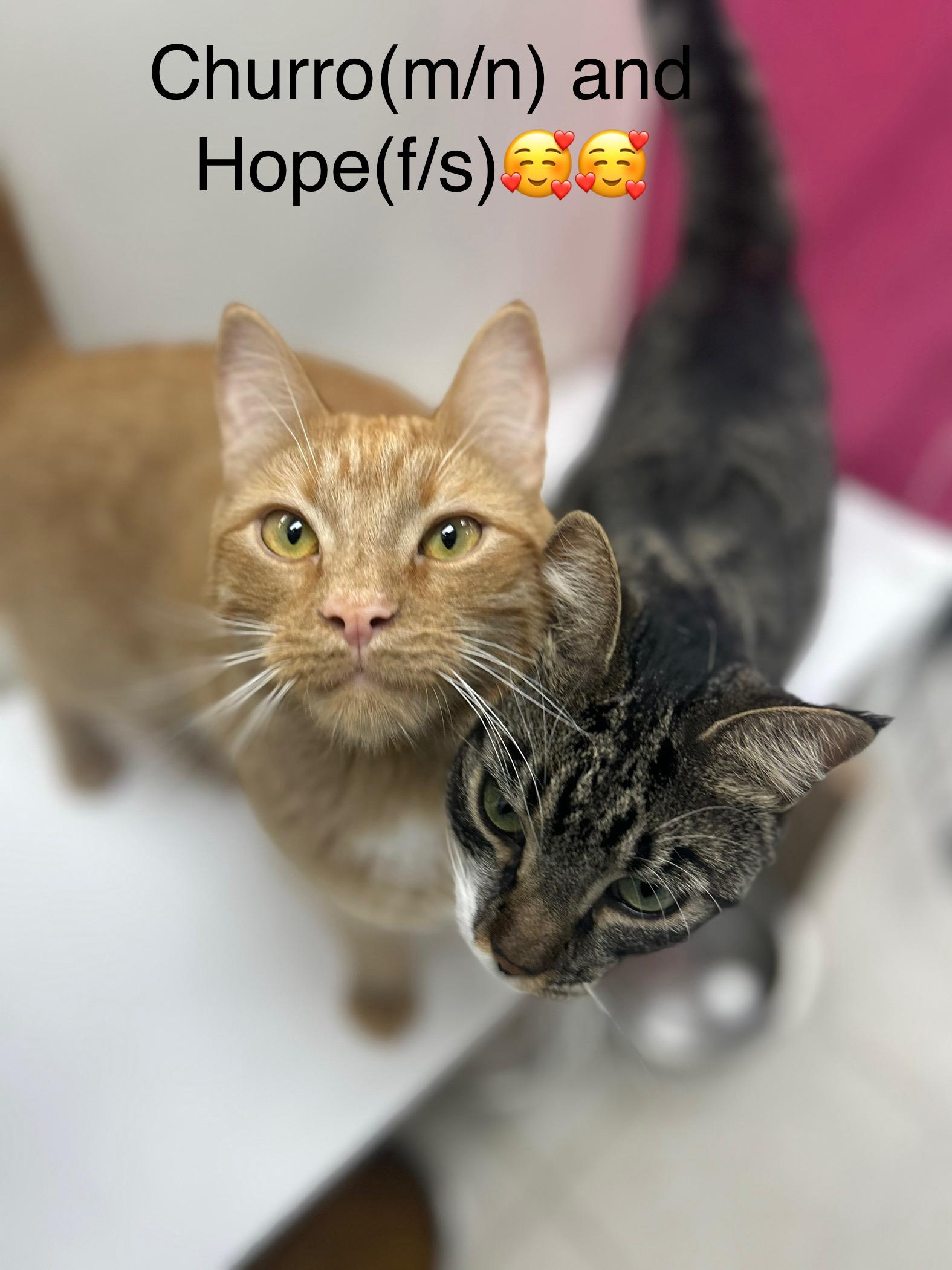 Enlarge Churu and Hope, a Adoptable mixed breed in Calais, ME image 1/1