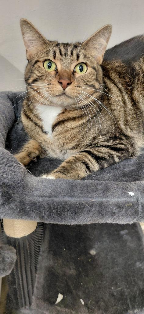 Lucy, Adoptable, Adult Female Domestic Short Hair.