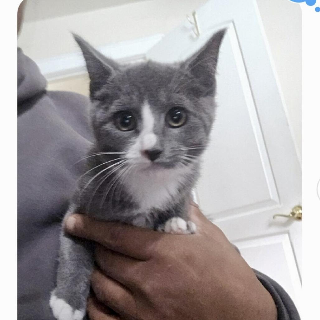 Enlarge Jingle, a Adoptable Domestic Short Hair in Westhampton, NY image 1/2