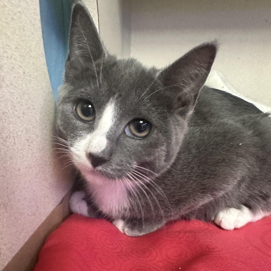 Enlarge Jingle, a Adoptable Domestic Short Hair in Westhampton, NY image 2/2