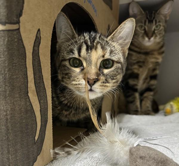 Blaire, Adoptable, Young Female Domestic Short Hair.