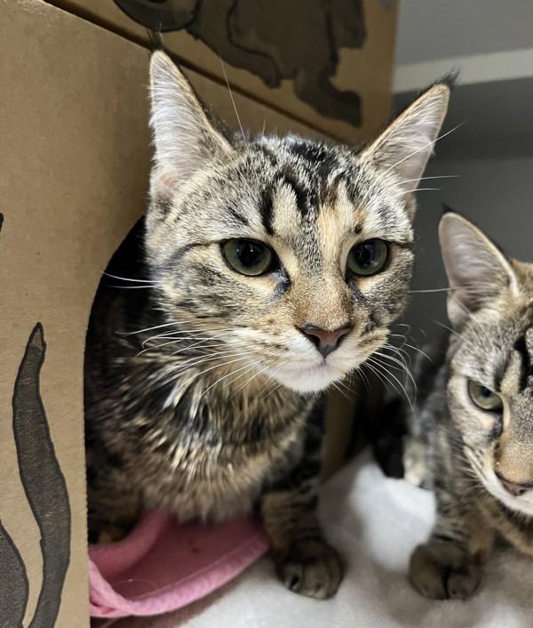 Enlarge Blaire, a Adoptable mixed breed in Sechelt, BC image 2/2