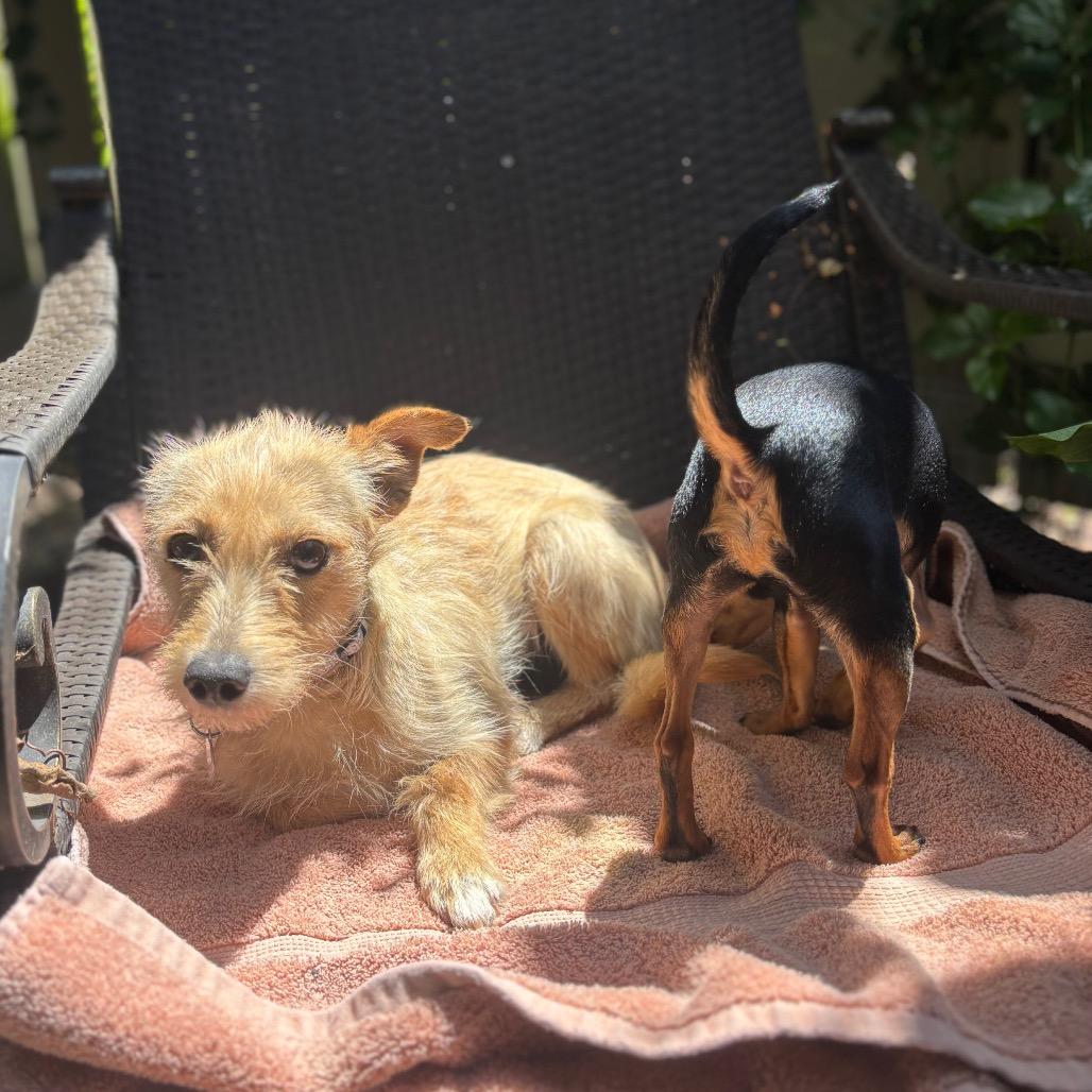 IVY, Adoptable, Adult Female Terrier & Mixed Breed.