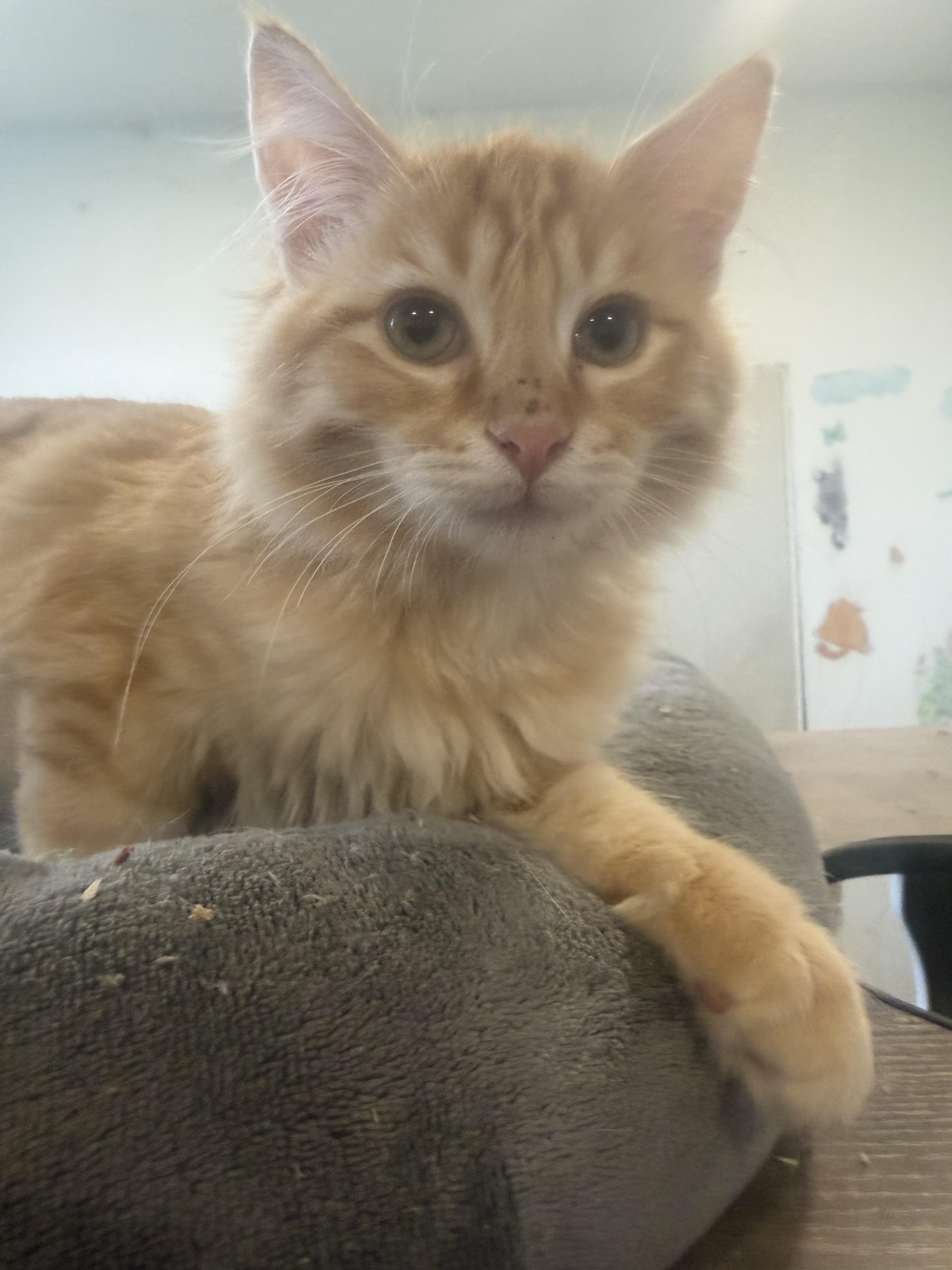 Enlarge Remi, a Adopted Domestic Long Hair in Rio Linda, CA image 1/2