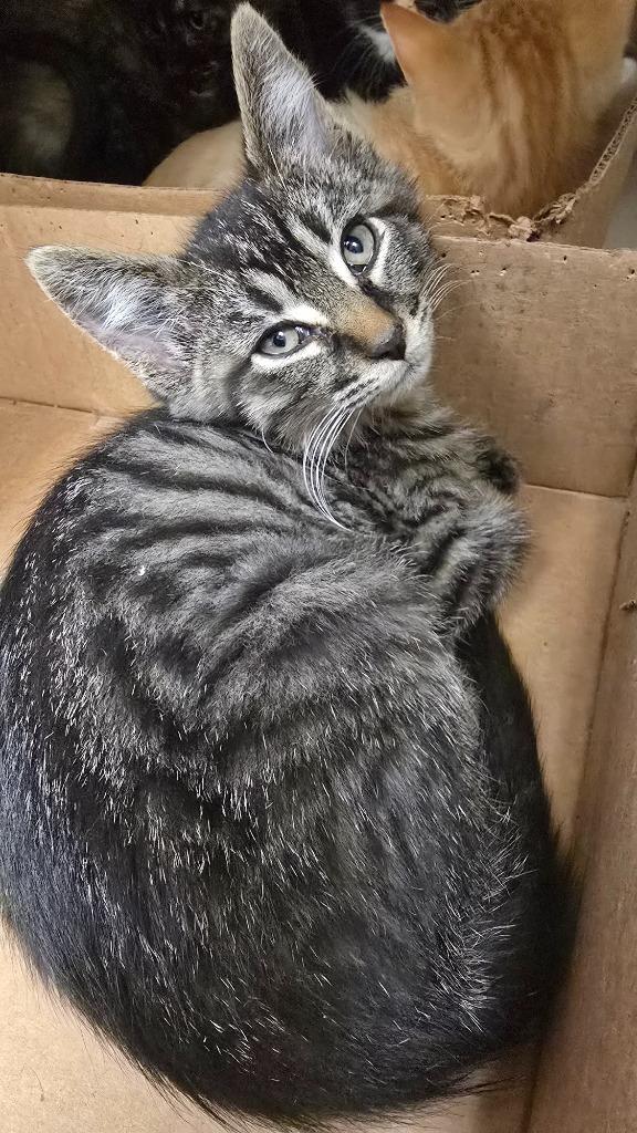 Enlarge Archie, a ADOPTABLE Domestic Short Hair in Webster City, IA image 1/1