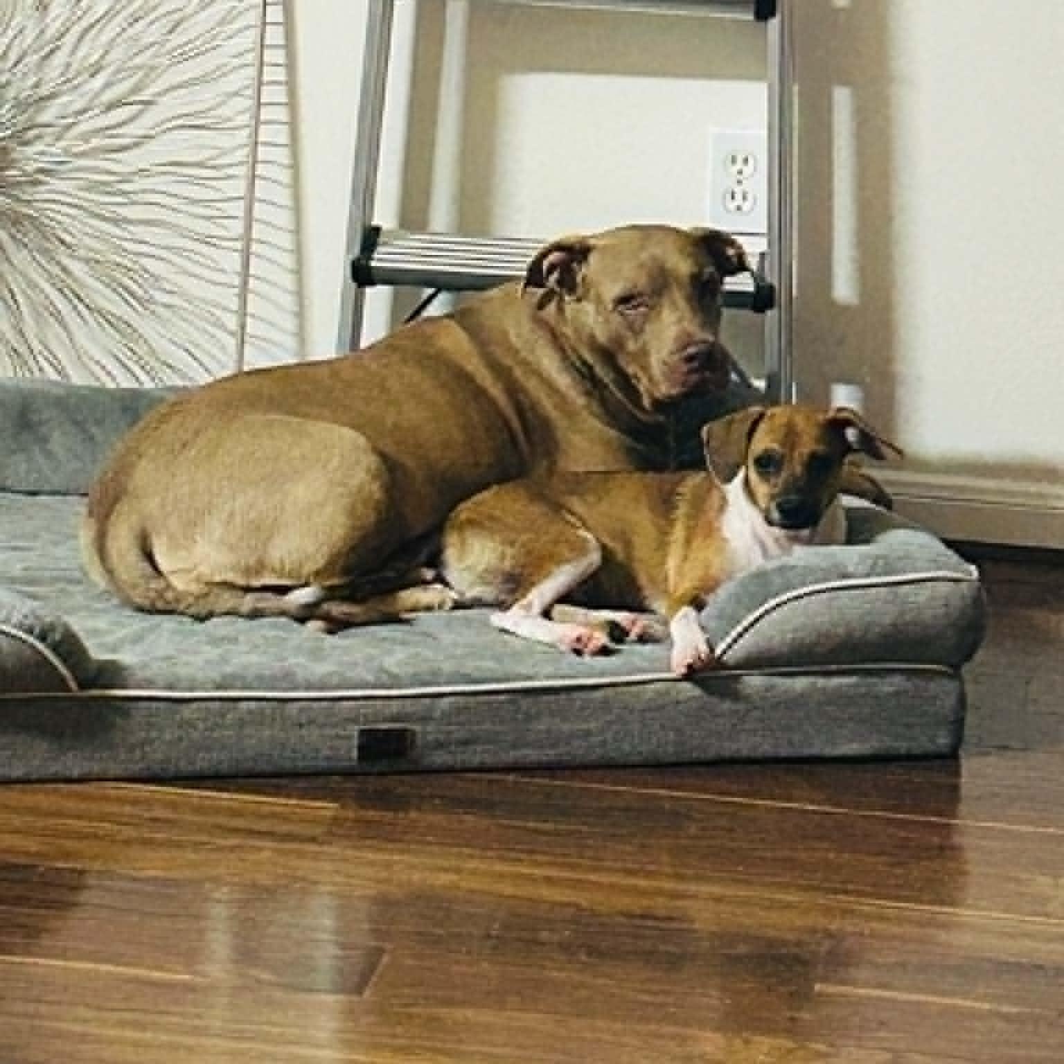 Enlarge Toby, a Adoptable mixed breed in Bothell, WA image 2/6