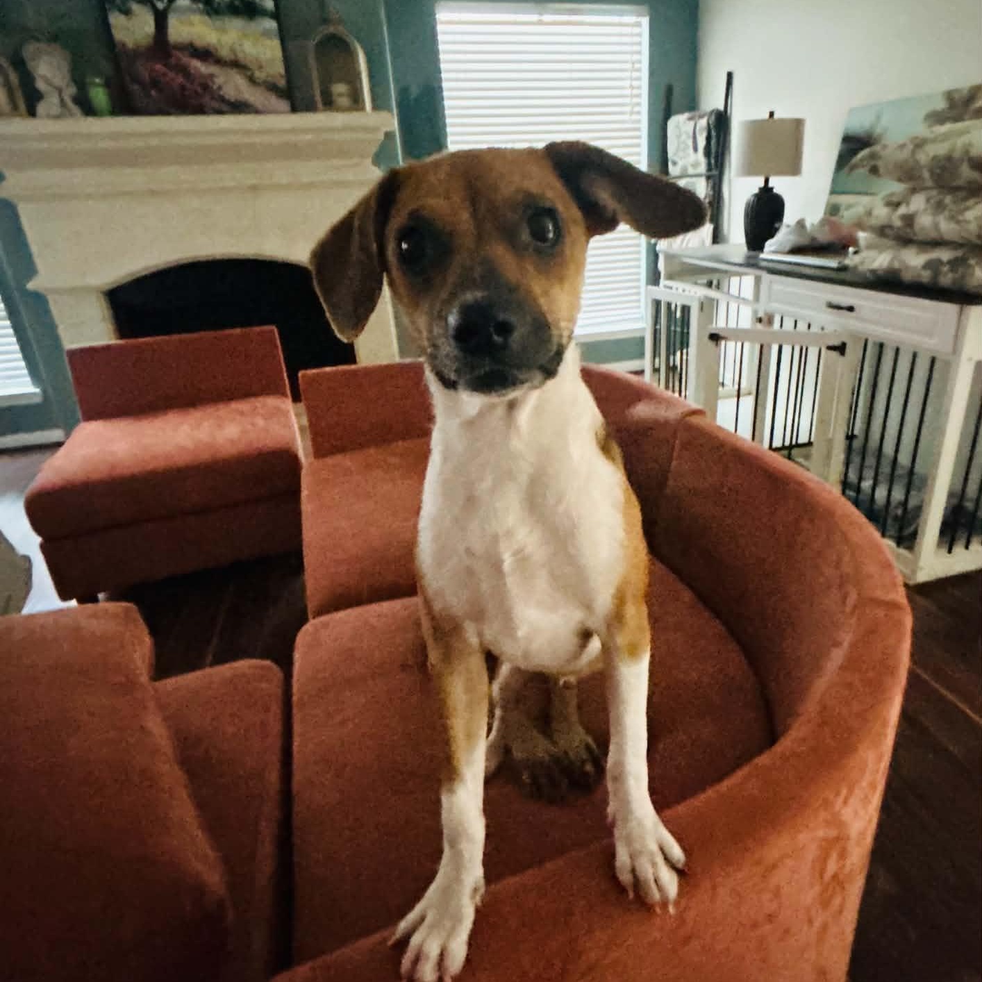 Toby, Adoptable, Puppy Male Terrier & Chihuahua.